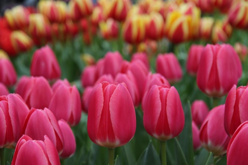 Keukenhof Gardens, Netherlands